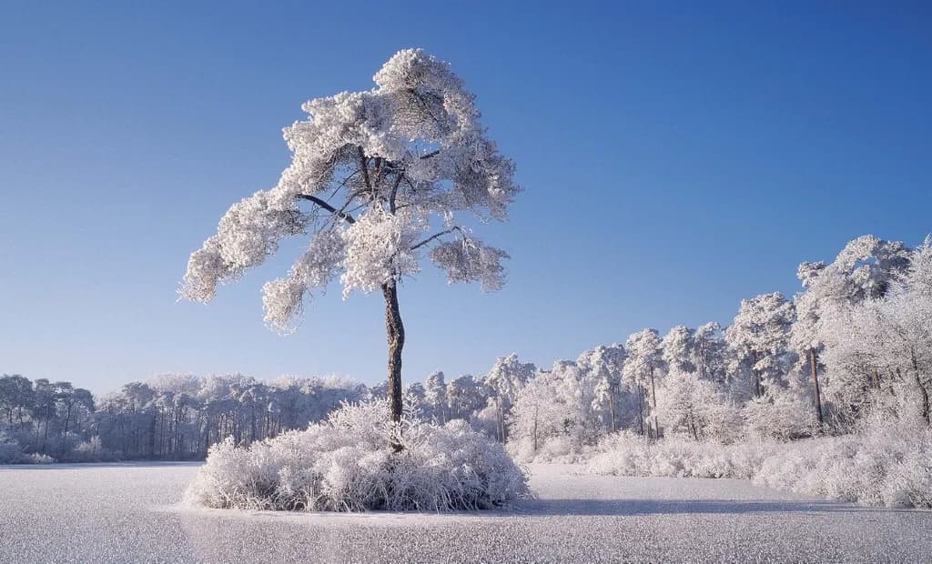 Frosted Serenity