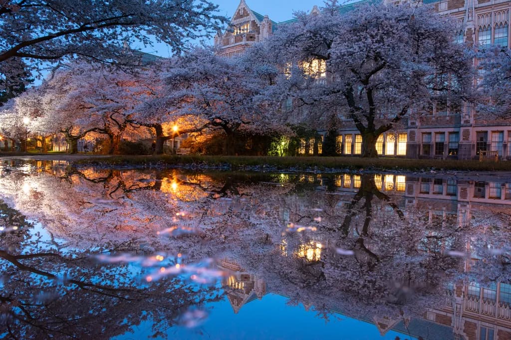 Whispers of Spring: Cherry Blossoms Reflected in Tranquil Waters at Dusk
