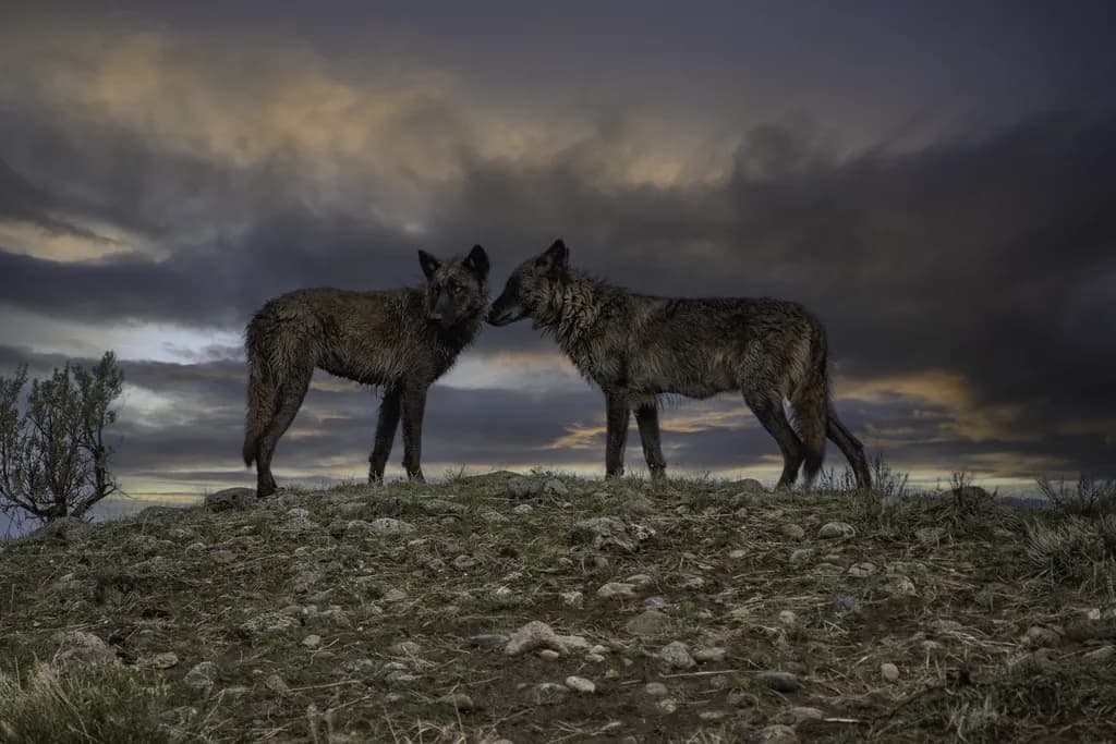 Whispers of the Wild: A Serene Encounter Between Two Wolves at Dusk