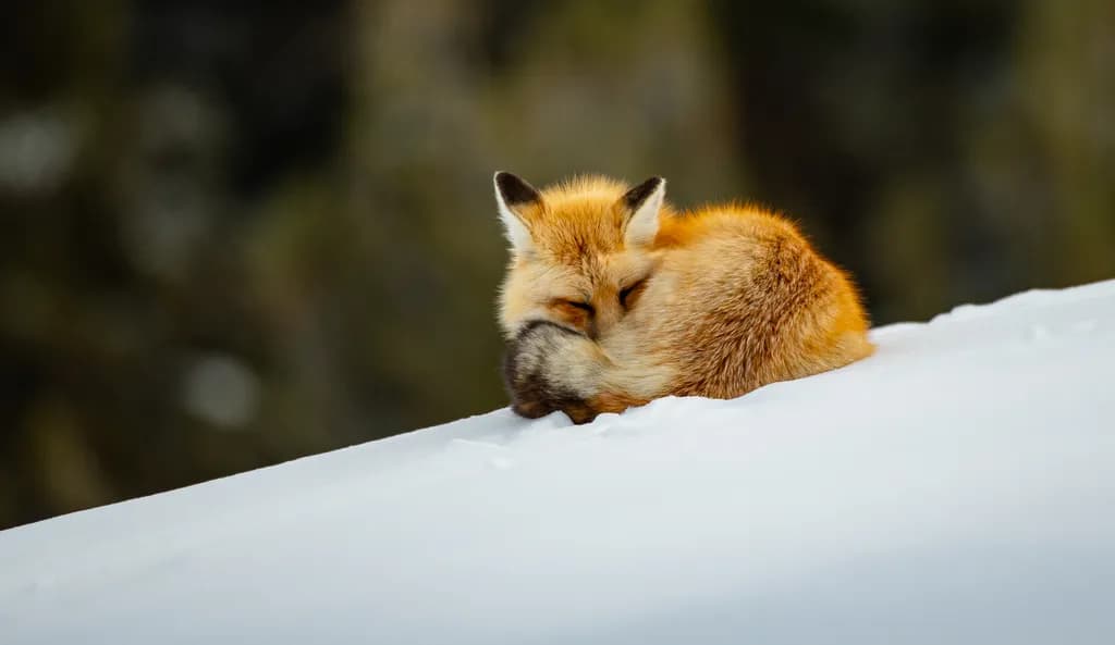 Whispers of Winter: A Serene Red Fox Nestled in Snowy Solitude