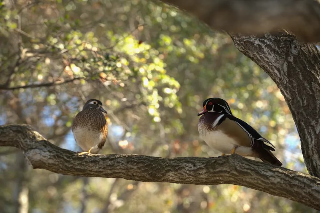 Whispers of the Wild: A Serene Encounter with Wood Ducks in Nature's Embrace