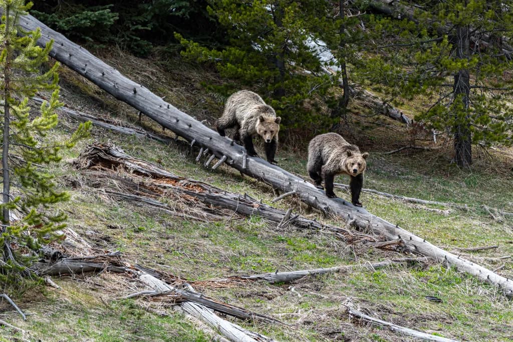 Grizzly Companions: A Serene Journey Through Nature's Embrace