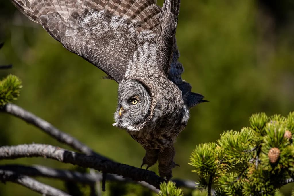 Whispers of the Forest: The Majestic Owl in Flight