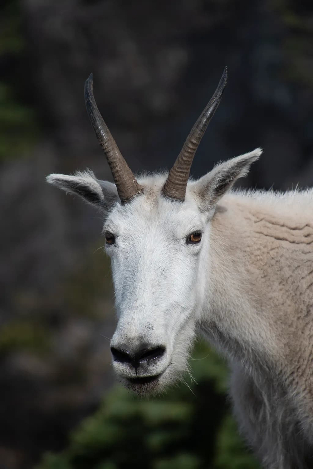 Majestic Mountain Goat: A Portrait of Nature's Resilience