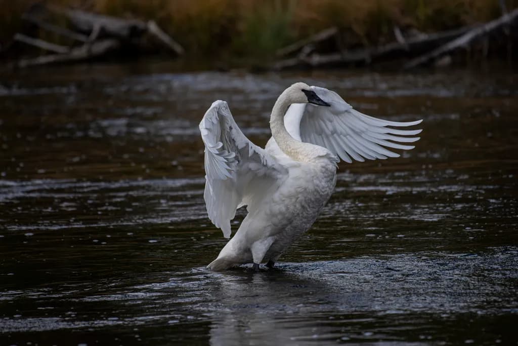 Graceful Elegance: A Majestic Swan Spreading Its Wings in Tranquil Waters
