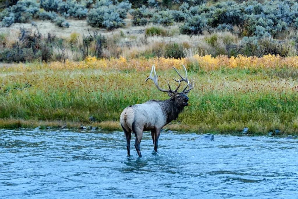 Majestic Elk in Autumn Waters: A Serene Landscape of Nature's Beauty