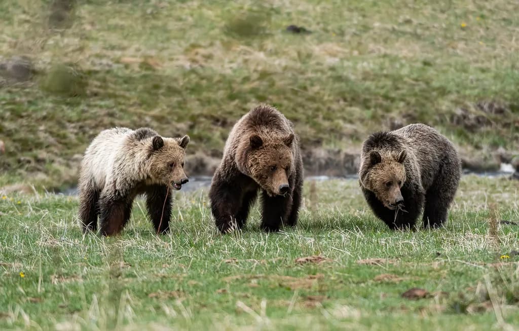 Majestic Grizzlies: A Trio in Harmony on the Wild Meadow