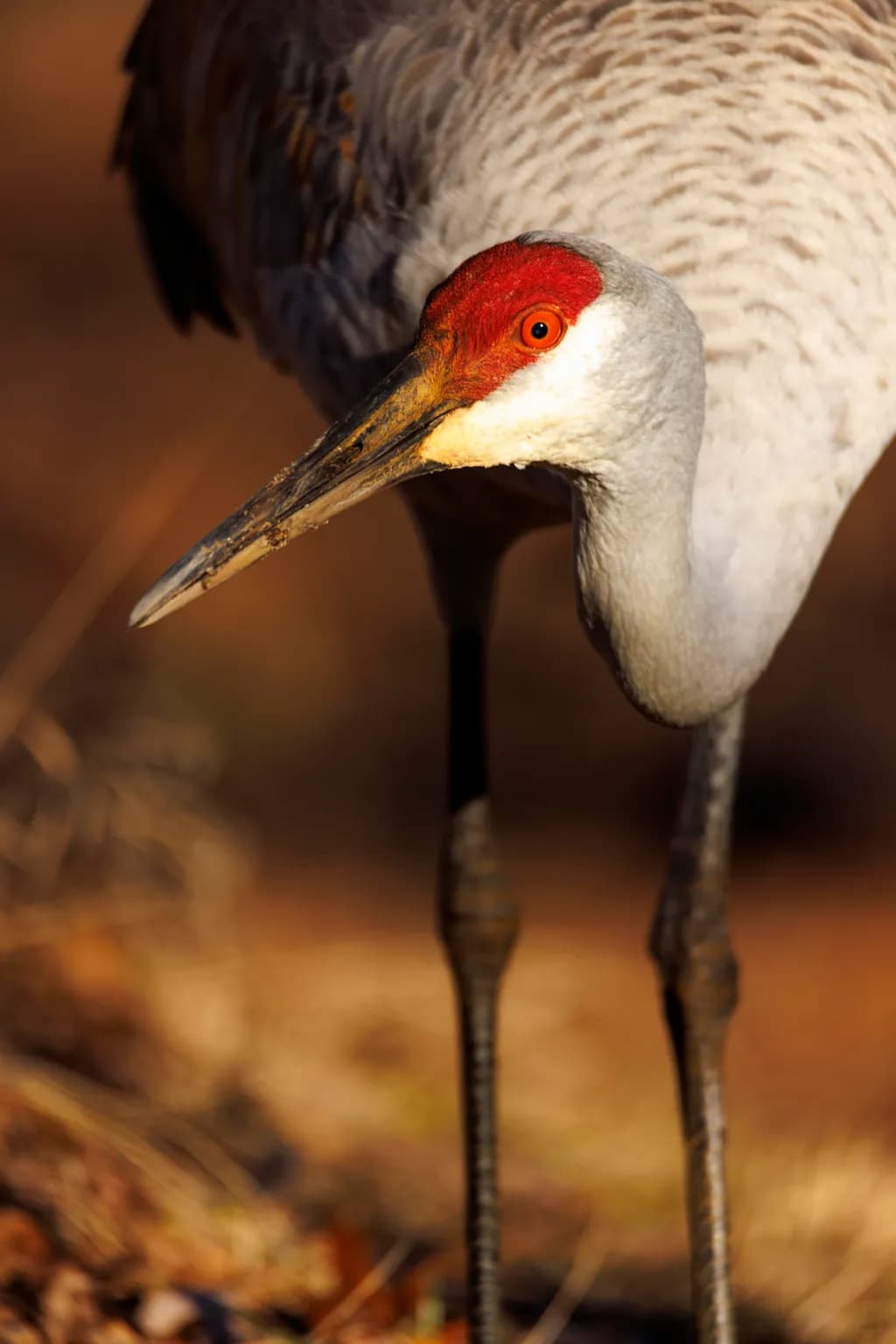 Sandhill Stare