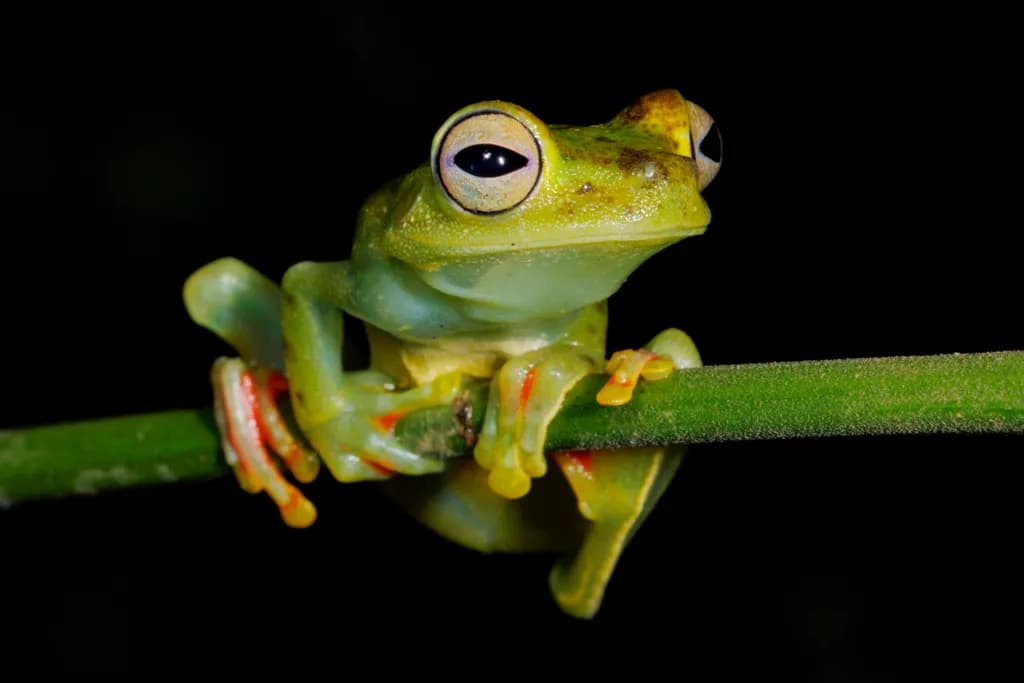 The Frog Who Ponders Life