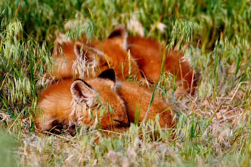 Twin Slumber