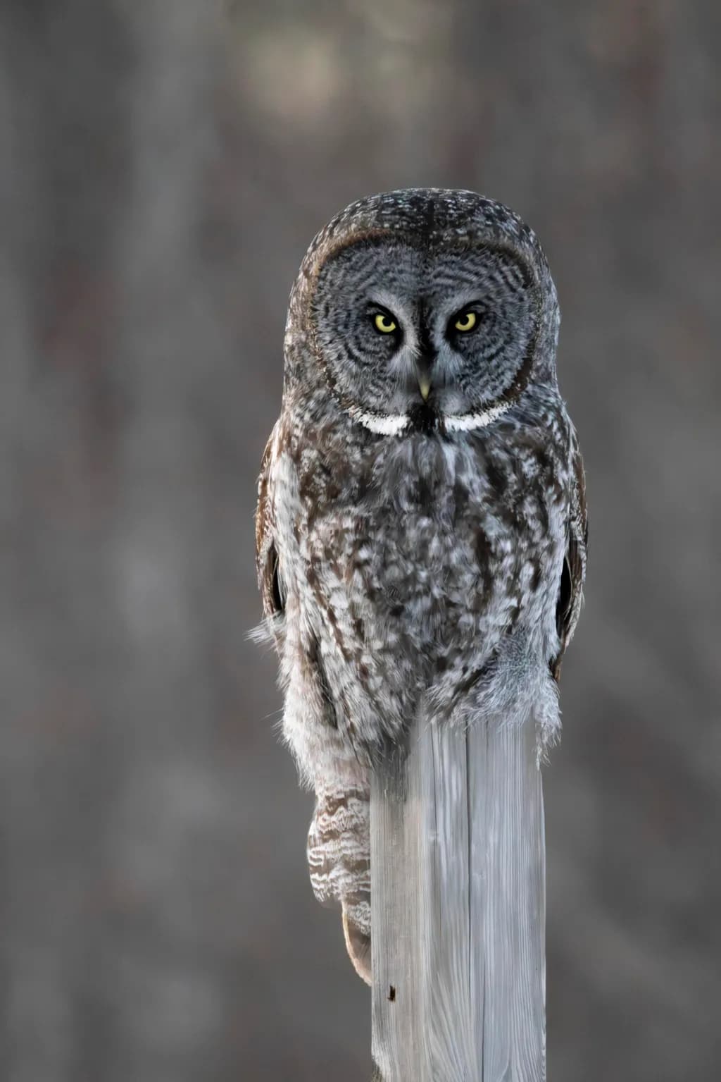 Great Gray Gaze