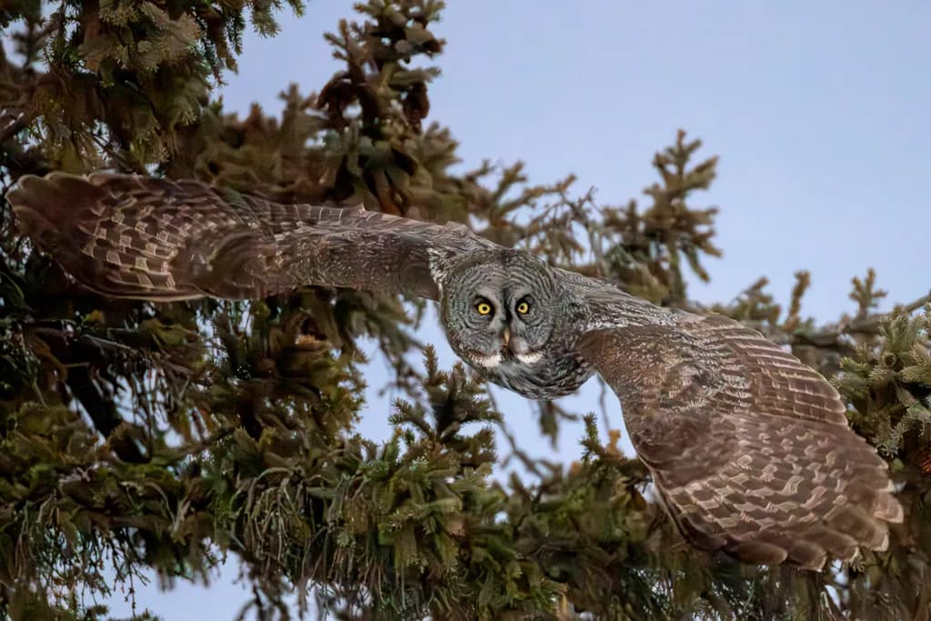 On the Hunt