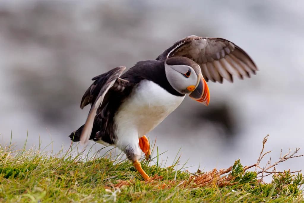 Strut Your Stuff