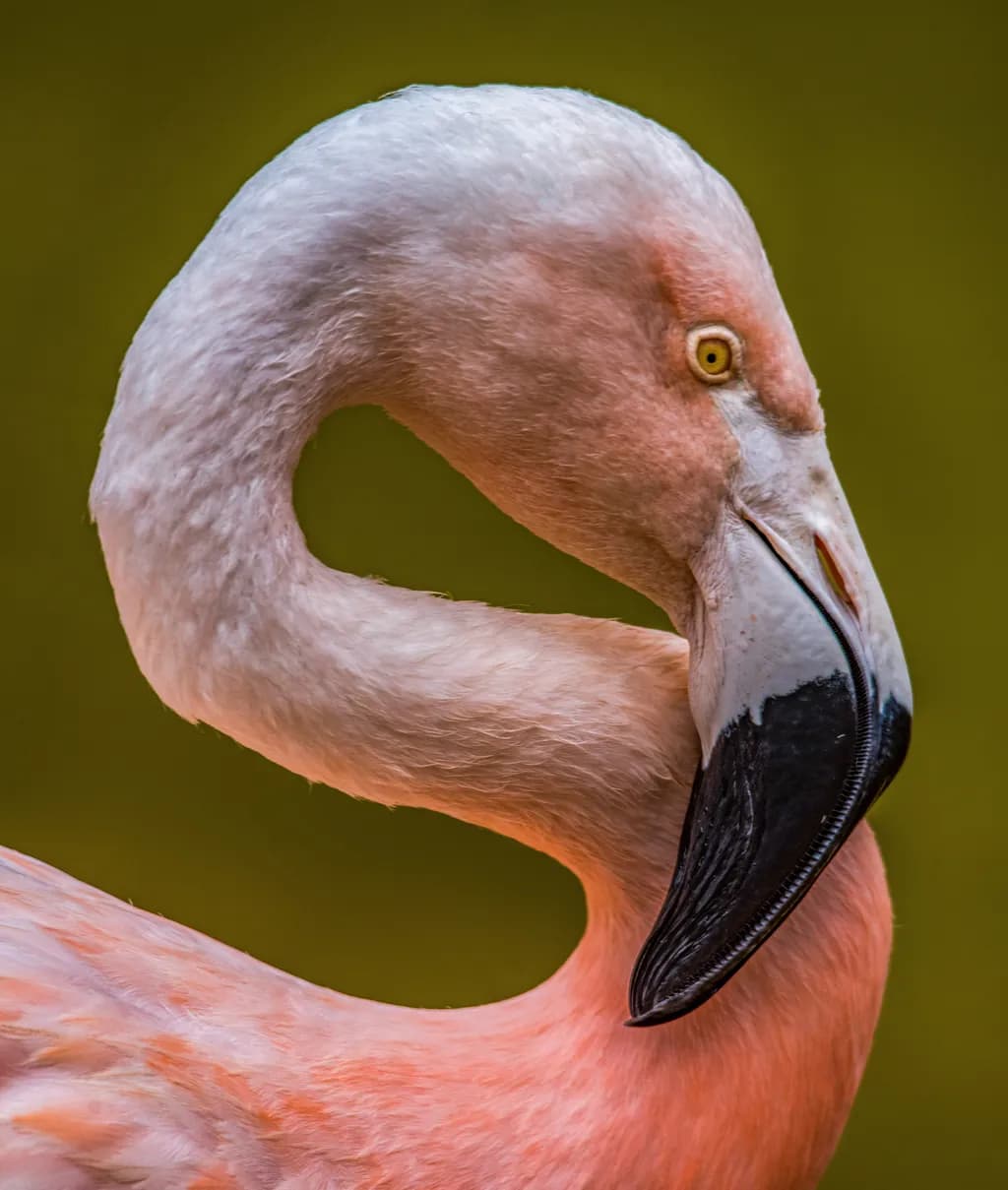 Elegant Curves: A Close-Up Portrait of a Flamingo's Graceful Neck and Beak