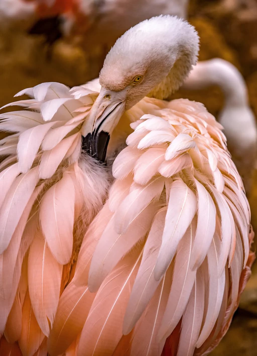 Graceful Flamingo: A Close-Up of Nature's Pink Feathers