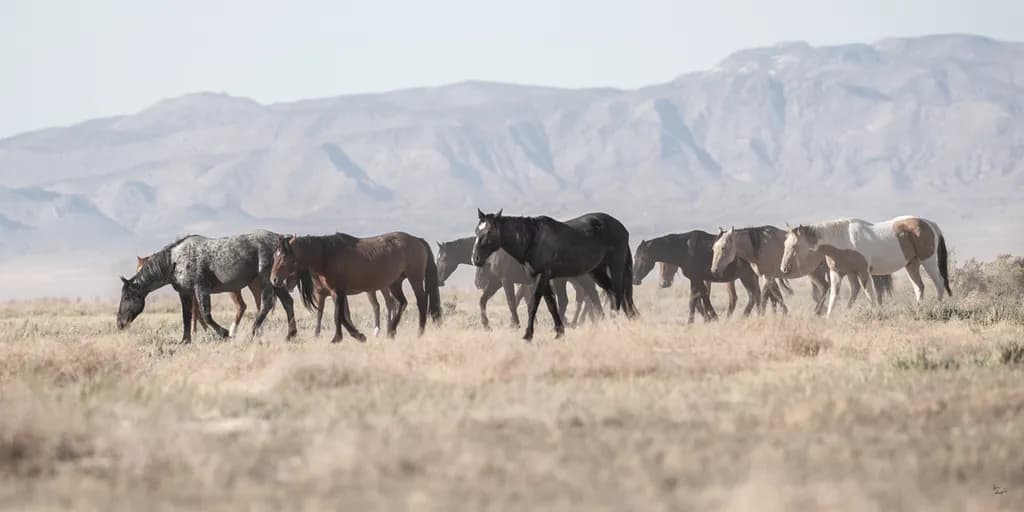 Final Grazing Group