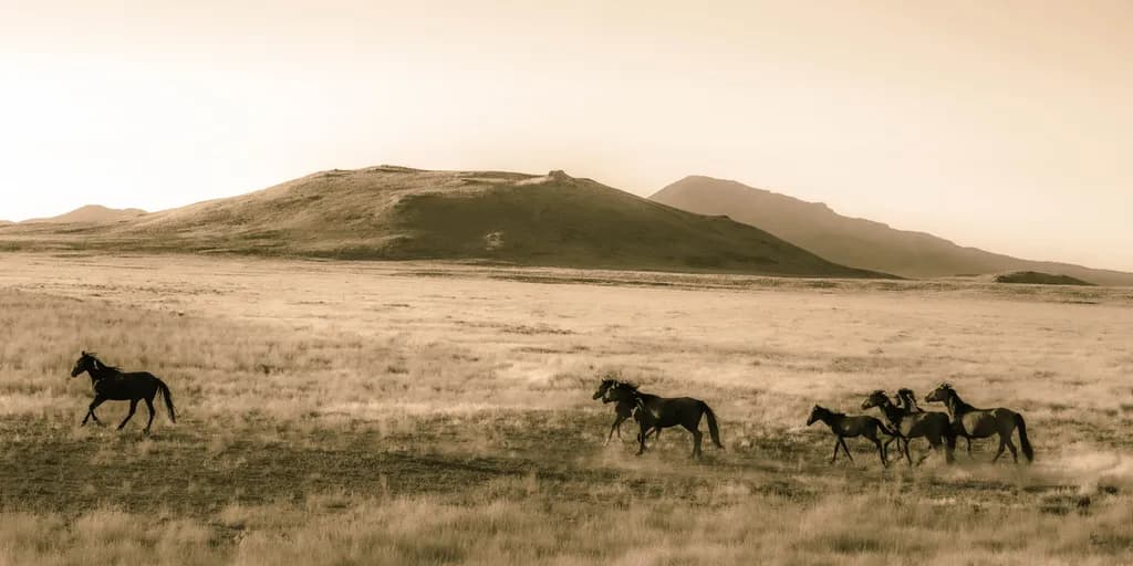 Gallop in the Morning