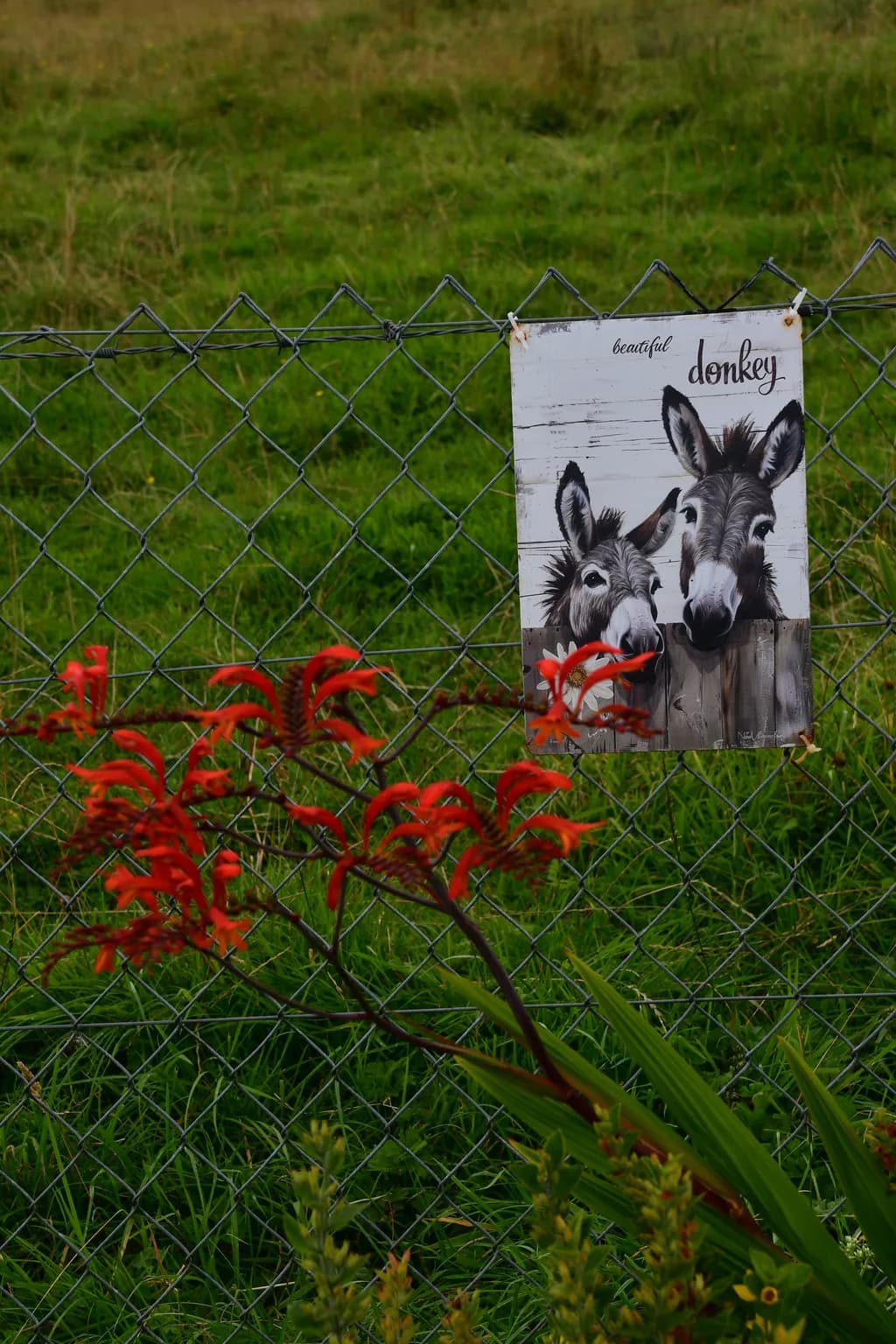 Charming Donkey Duo: A Whimsical Farmyard Portrait with Vibrant Floral Accents