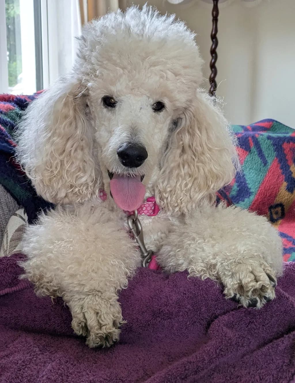 Whimsical Whispers: A Poodle's Cozy Moment