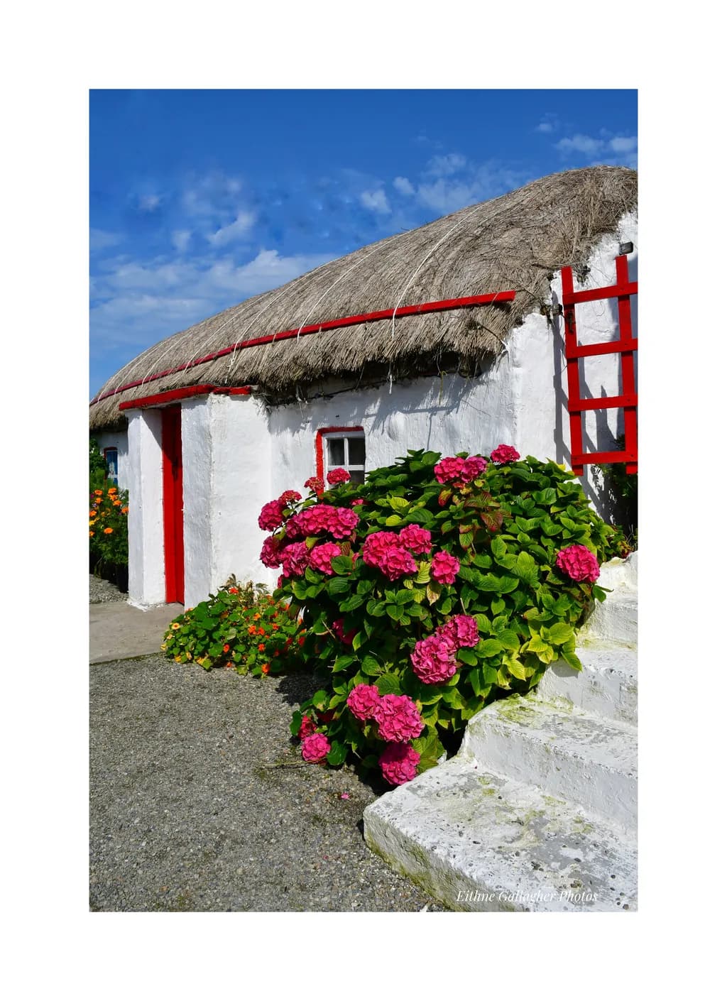 Charming Thatched Cottage Embraced by Vibrant Blooms Under a Clear Blue Sky
