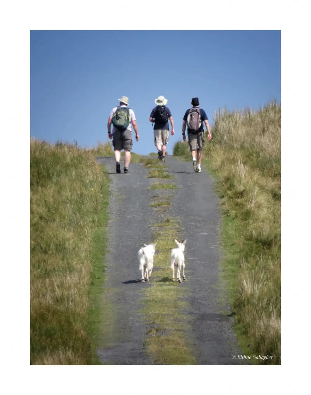 Journey of Companionship: A Scenic Adventure Through Nature's Pathway