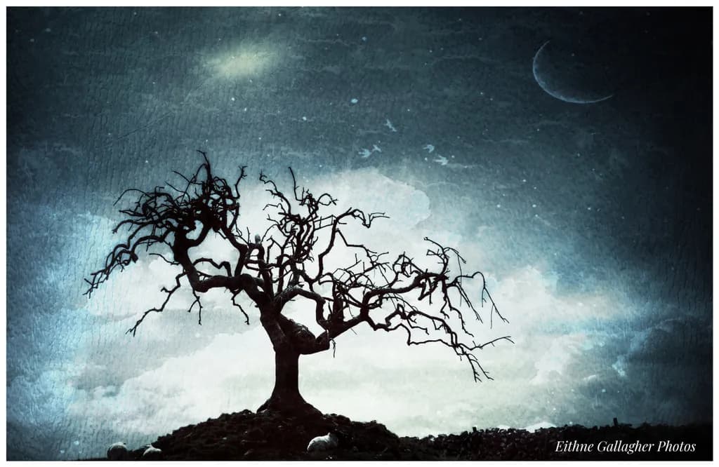 Twilight Boughs