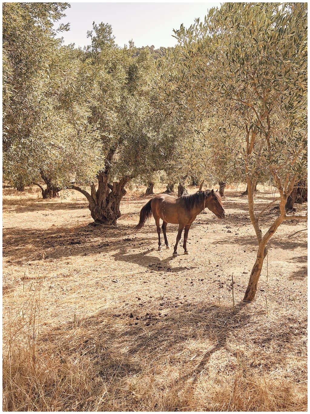 Whispers of Serenity: A Horse Among Olive Trees in Nature's Embrace