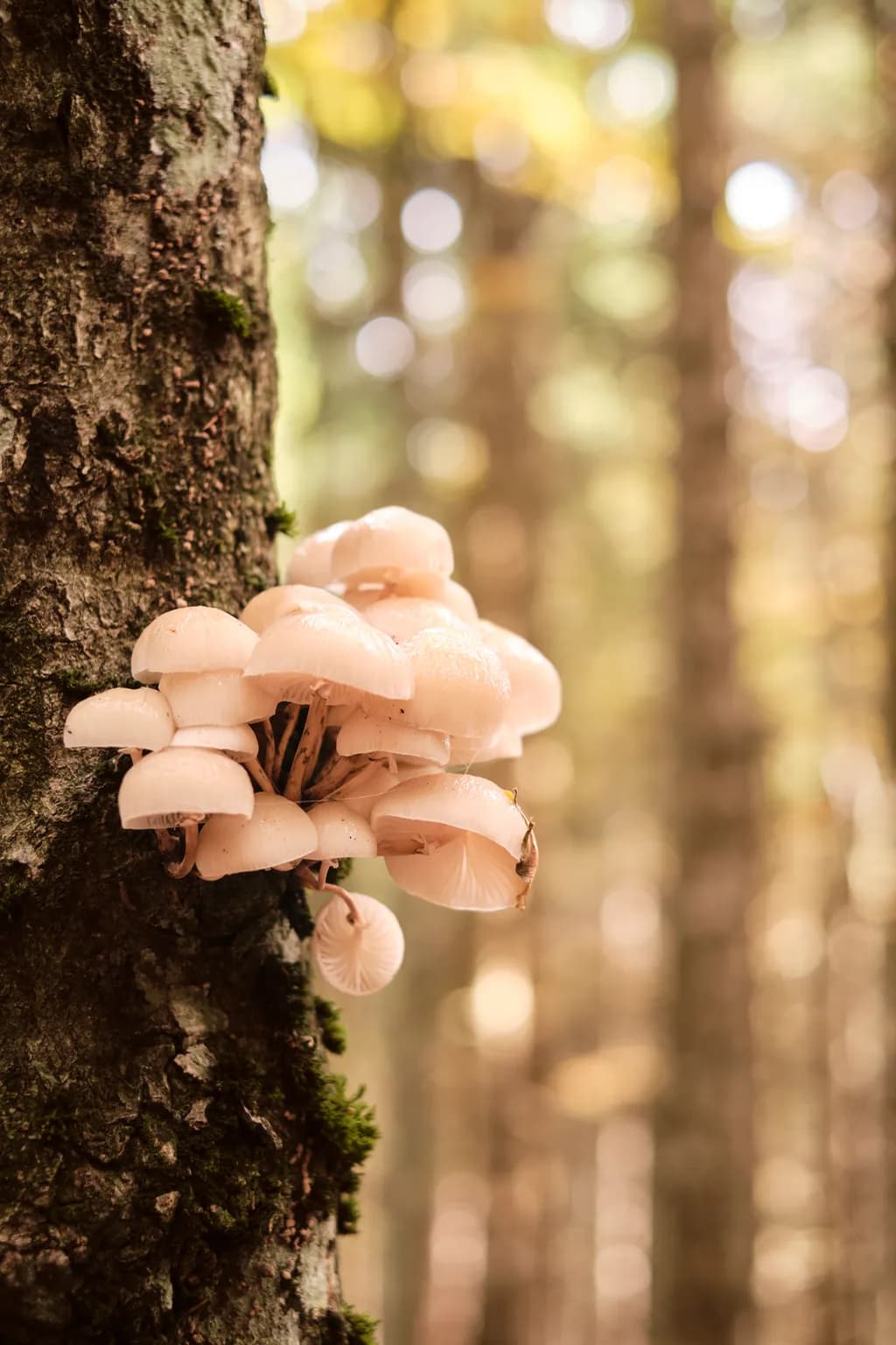 Whispers of the Woodland: Delicate Mushrooms Embracing Nature's Embrace
