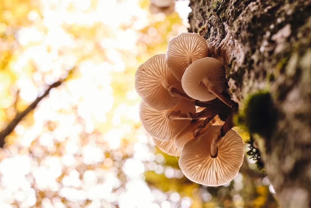 Whispers of Autumn: A Forest Symphony of Mushrooms and Nature
