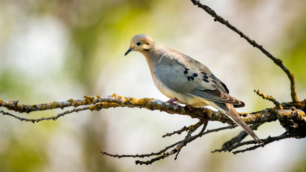 Mourning Dove