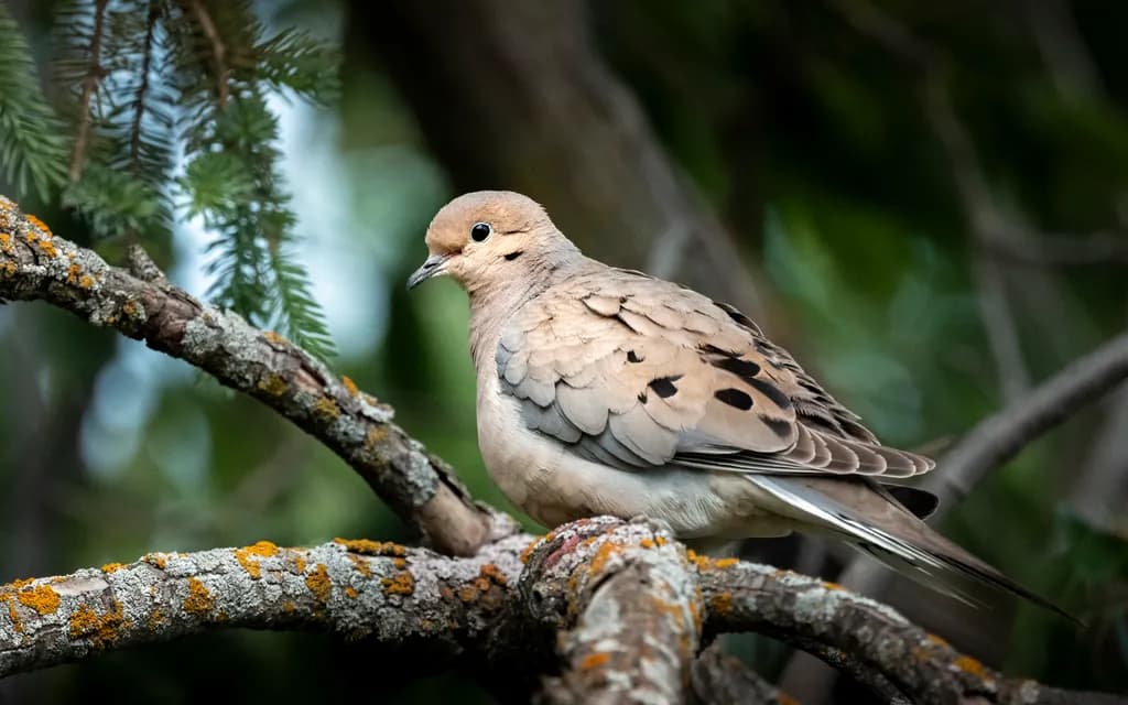 Mourning Dove Perched