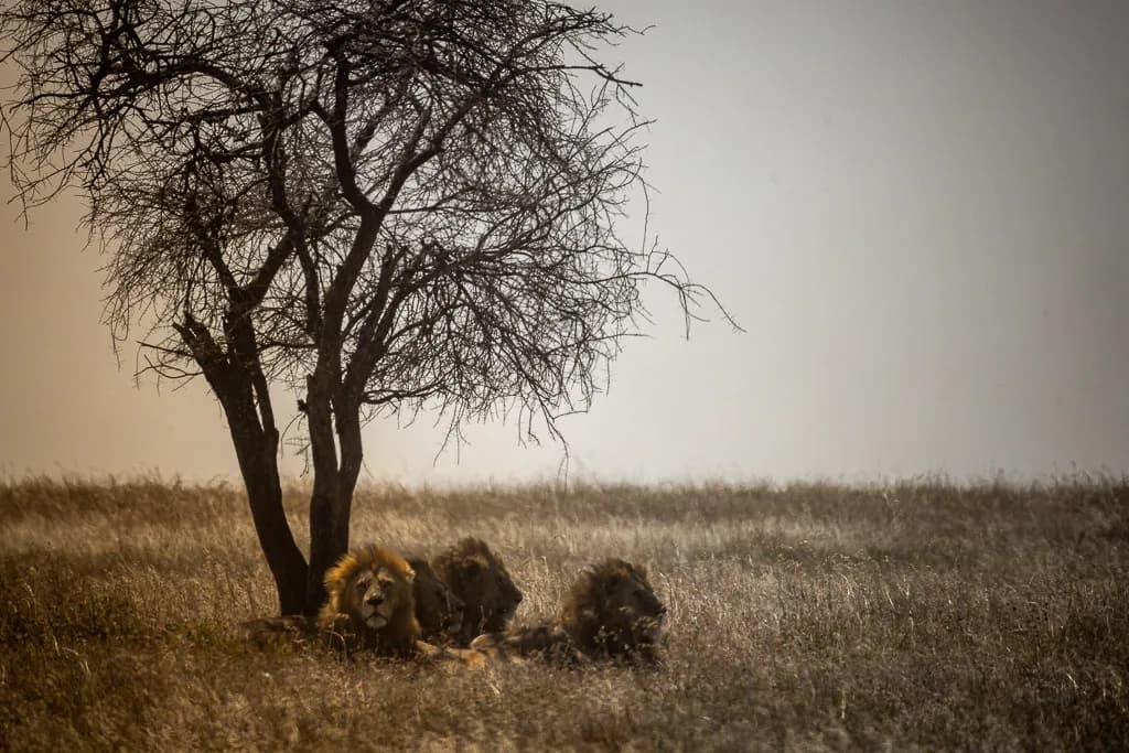 Serenity Under the Tree: A Majestic Lion's Rest in the Grassland Landscape