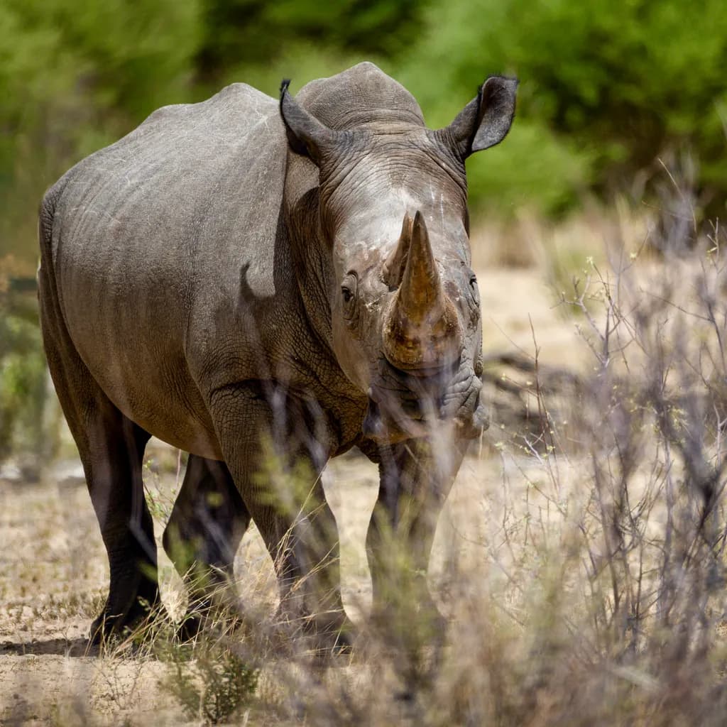 Whispers of the Wild: A Personal Encounter with the Majestic Rhino