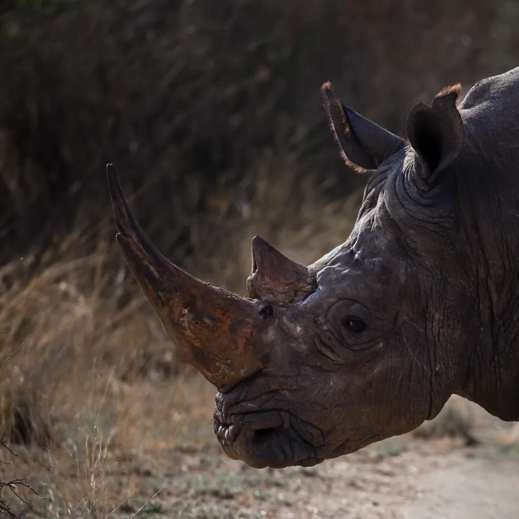 Whispers of the Wild: A Reverent Portrait of the Rhino in Its Natural Habitat