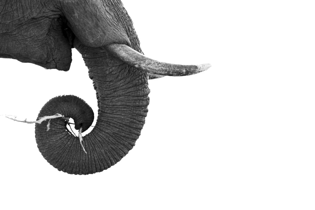 Whispers of the Wild: The Graceful Curve of an Elephant's Tail in Black and White