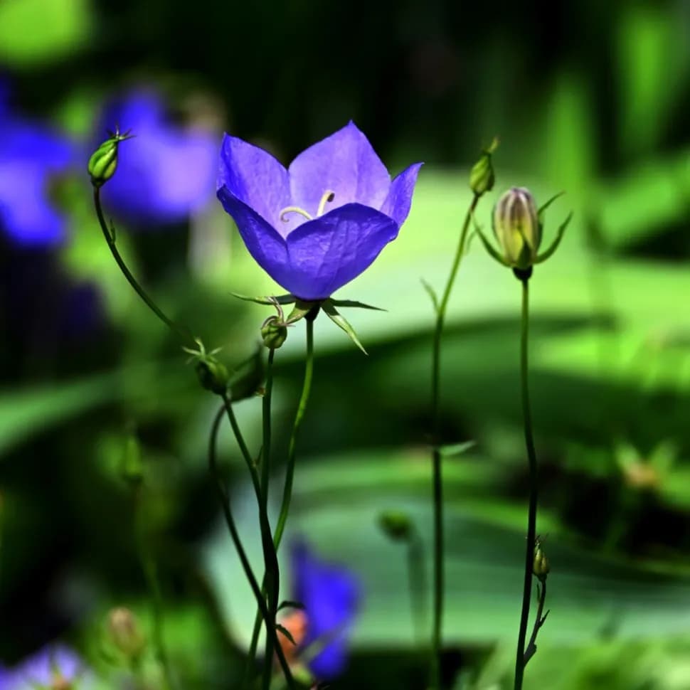 Whispers of Blue: A Delicate Bloom in Nature's Embrace