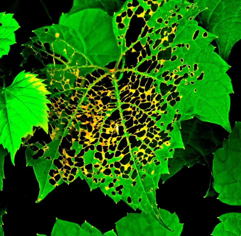 Whispers of Decay: A Vibrant Dance of Nature's Textures