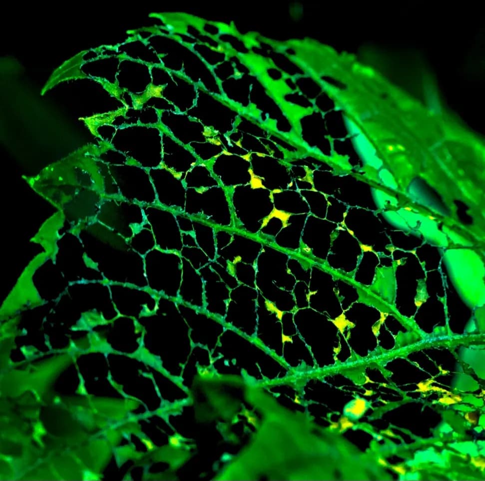 Emerald Veins: The Intricate Dance of Nature's Patterns