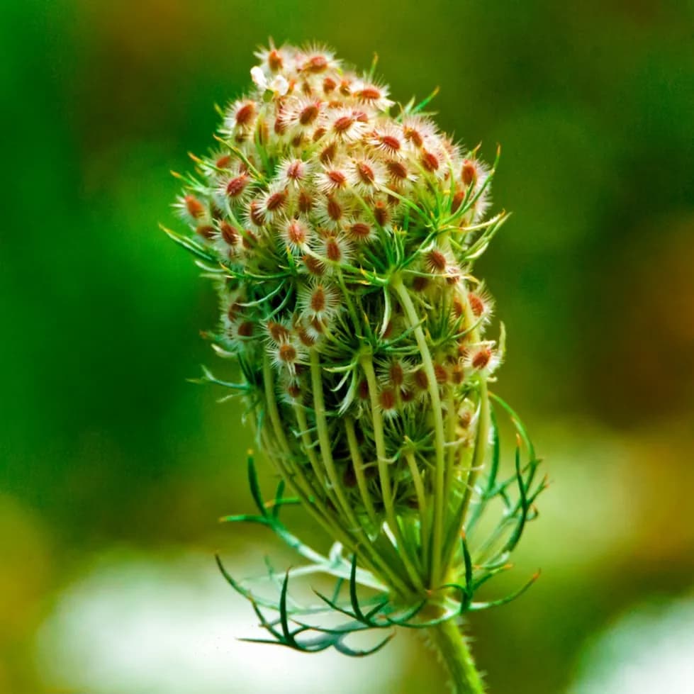 Delicate Green Symphony: A Botanical Exploration of Nature's Textures