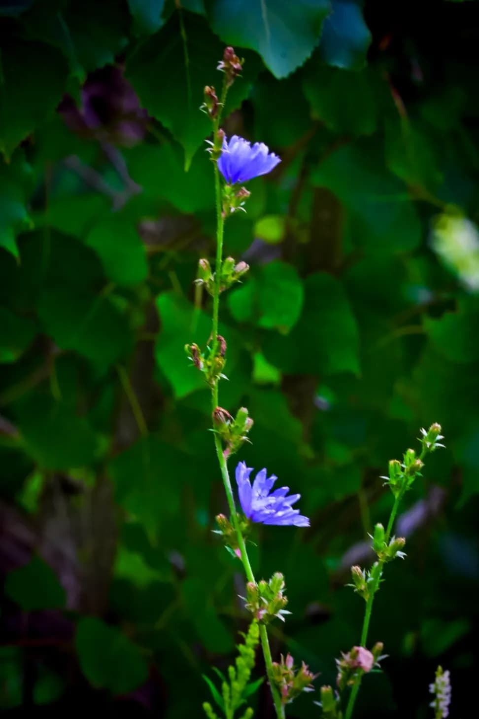 Whispers of Blue: A Delicate Bloom Amidst Lush Greenery
