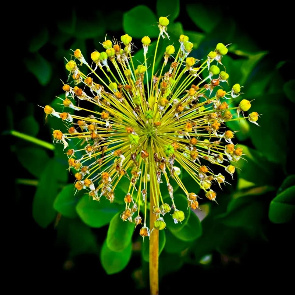 Vibrant Botanical Symphony: A Macro Exploration of Nature's Intricate Beauty