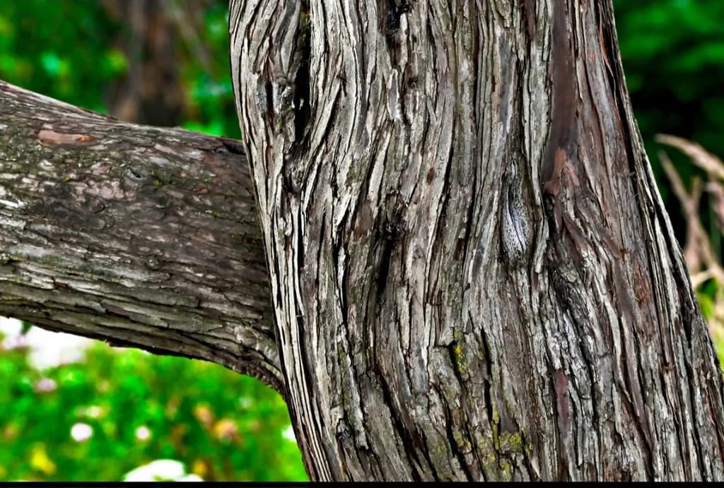 Whispers of Time: The Ancient Embrace of Nature's Textures