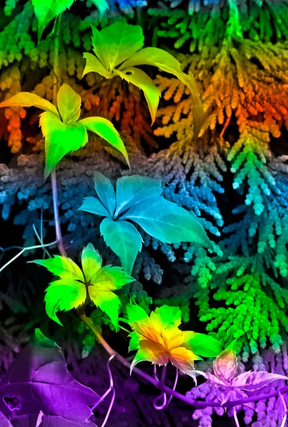 Vibrant Botanical Symphony: A Colorful Dance of Nature's Foliage