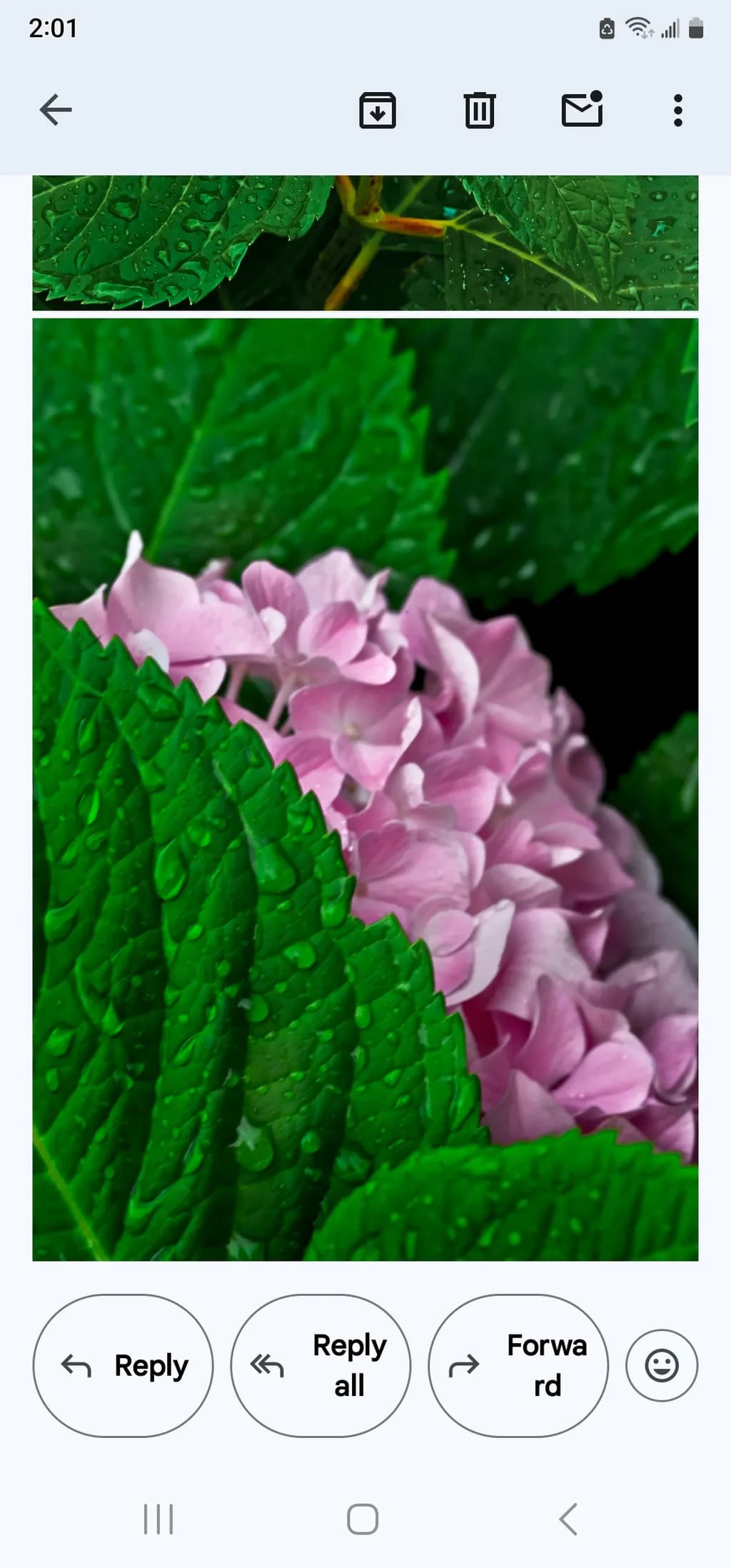 Whispers of Nature: A Close-Up of Dew-Kissed Hydrangea Petals and Lush Green Leaves