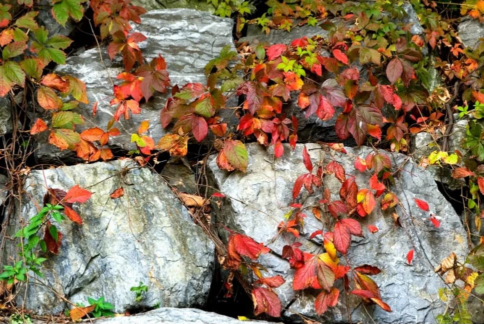 Whispers of Autumn: Vibrant Leaves Embracing Stony Embrace