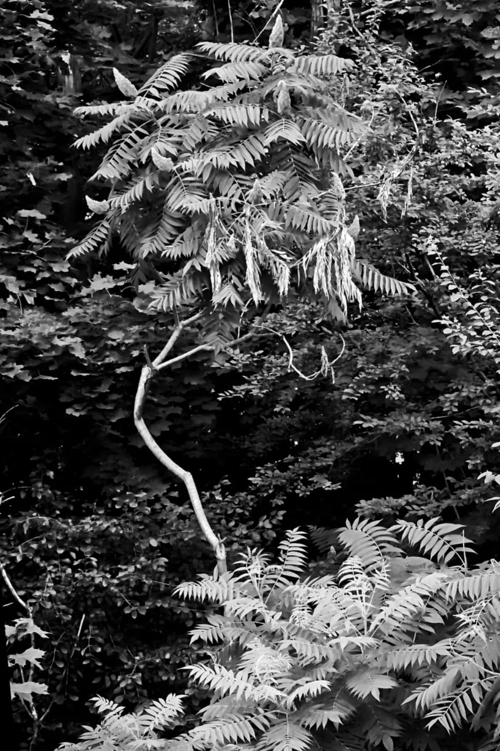 Whispers of Nature: A Black and White Exploration of Organic Textures and Foliage