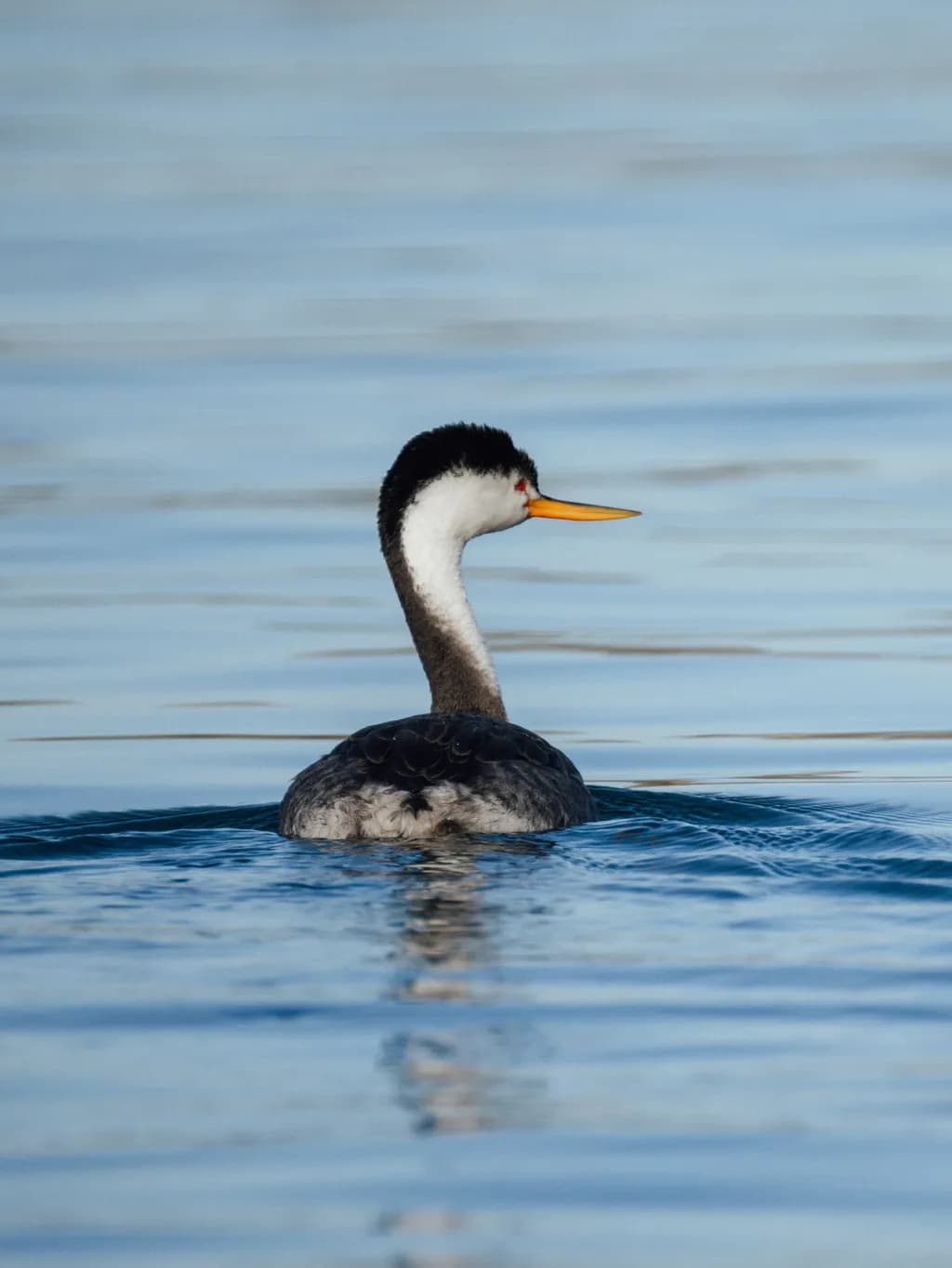 Graceful Glide