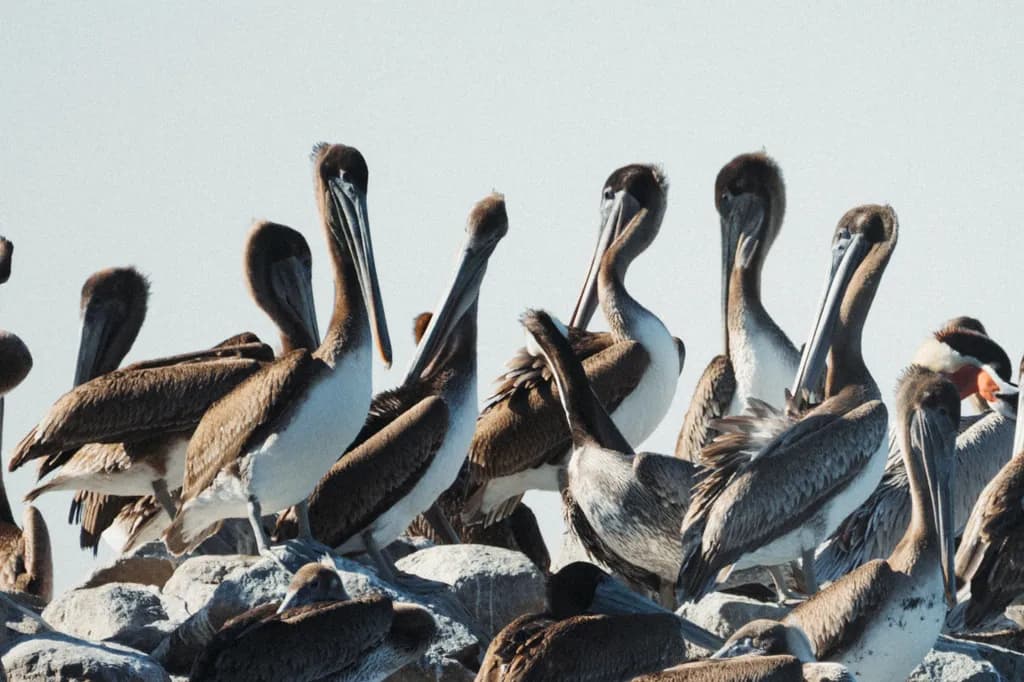 Pelican Gathering