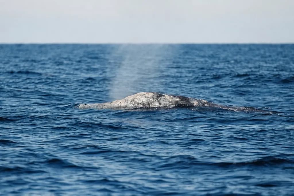 Whale in the Waves