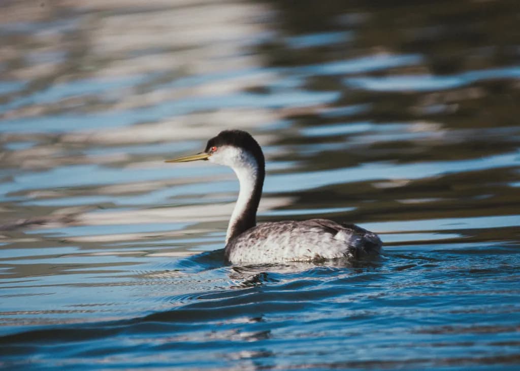 Graceful Glide